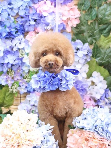 20250607ろこちゃん